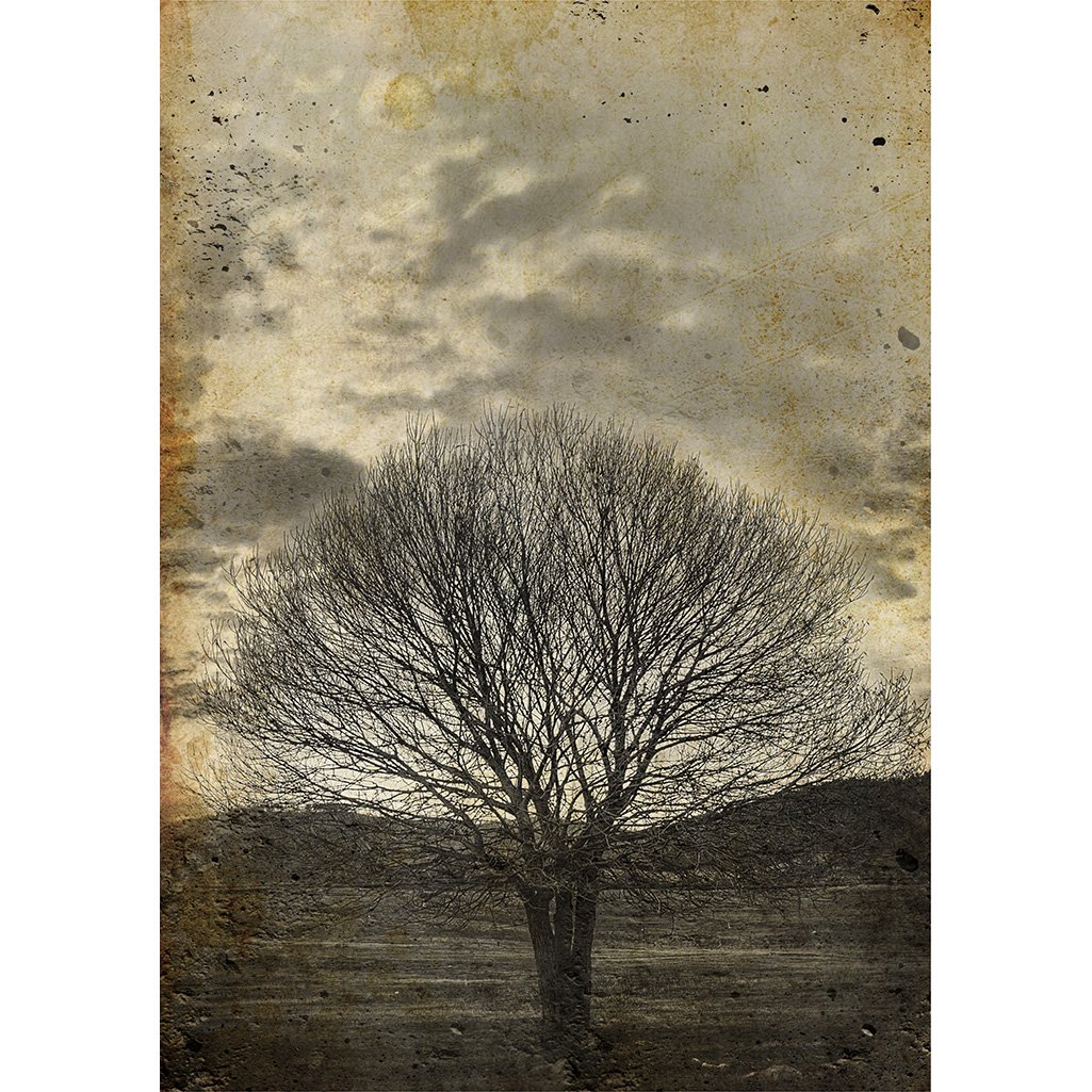 Lonesepiatree_5000x - Marianthi Karta