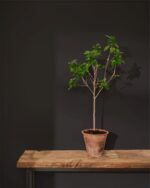 210328-819x1024px-Athenian-black-Wall-Paint_Sml-Tree-150x188.jpg