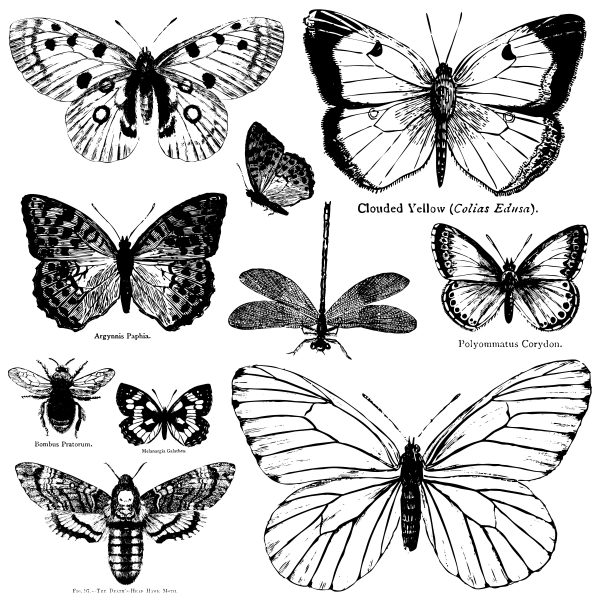 BUTTERFLIES-12C39712-DECOR-STAMP-600x600-2.jpg