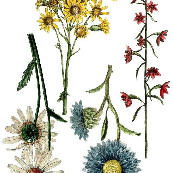 IOD_DT_WildFlowerBotanicals_24x33-1-600x825-2-600x600.jpg