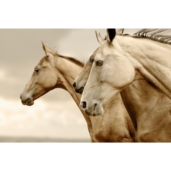 Reverse-Sepia-Horses-600x600.jpg