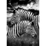 Zebra_5000x-150x150.jpg